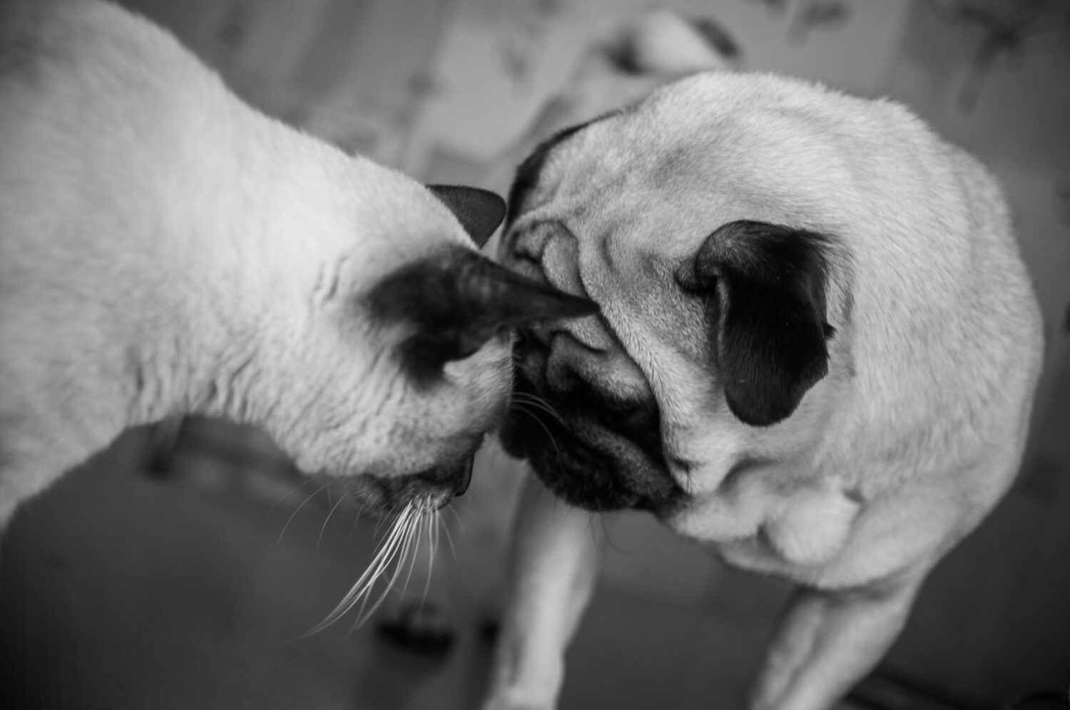 Siamese cat and dog